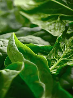 Laid: Spinach, Spinacea oleracea, Several leaves laid