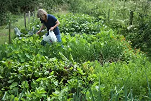 Superfood: Spinach, Spinacea oleracea, Woman collecting leaves
