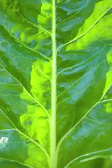 Superfood: Spinach, Spinacia oleracea, Close-up detail of a