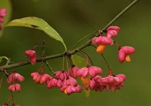 Spindle: Spindle in autumn: berries with arils