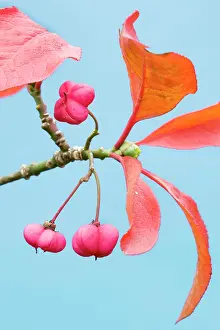 Spindle: Spindle - autumn leaves