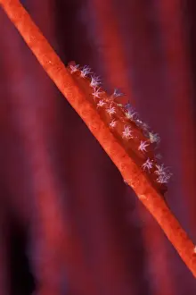 Seashells: Spindle Cowrie, Aclyvolva sp. on red sea whips, Ellisella sp