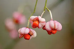 Spindle: Spindle - In early autumn the fruits split to reveal