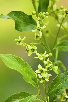 Spindle: Spindle - in flower - Hedgerow