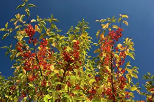 Spindle: Spindle in fruit, autumn