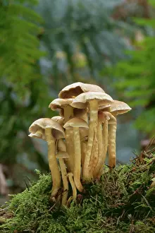 Spindle: Spindle Shank FUNGI