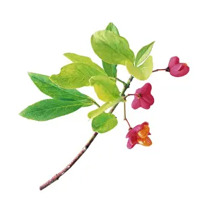 Spindle: Spindle Tree