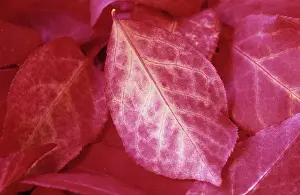 Spindle: Spindle Tree
