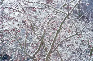 Spindle: Spindle Tree