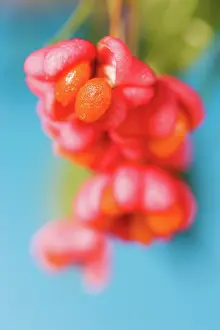 Spindle: Spindle Tree