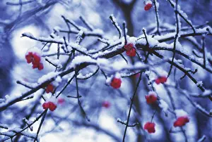 Spindle: Spindle Tree