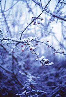Spindle: Spindle Tree