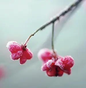 Spindle: Spindle Tree