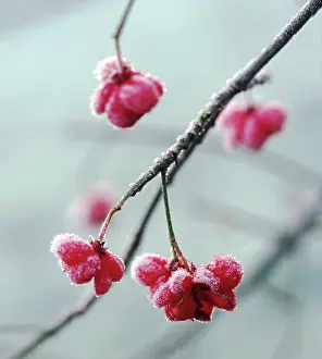 Spindle: Spindle Tree