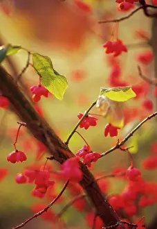 Spindle: Spindle Tree