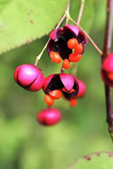 Spindle: Spindle Tree