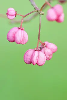 Subsp: Spindle Tree
