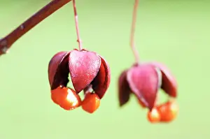 Spindle: Spindle Tree