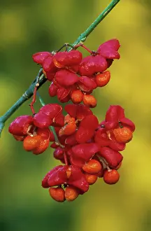 Spindle: Spindle Tree
