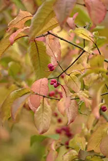 Spindle: Spindle Tree