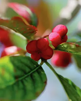 Spindle: Spindle Tree