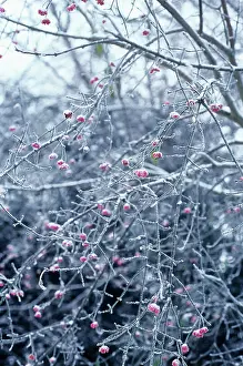 Spindle: Spindle Tree