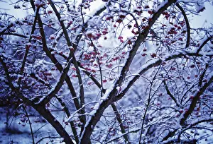 Maturing: Spindle Tree