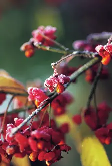 Maturing: Spindle Tree