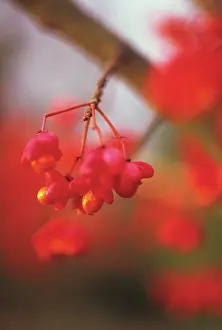 Bold: Spindle Tree