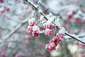 Spindle: Spindle Tree