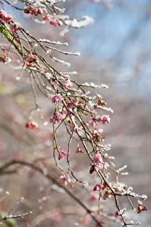 Lots: Spindle Tree