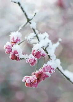 Spindle: Spindle Tree