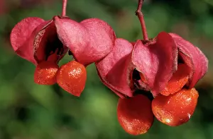Spindle: Spindle Tree - berries