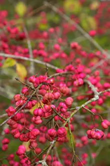 Spindle: Spindle Tree Berries - autumn