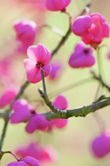 Spindle: Spindle Tree, Euonymus hamiltonianus Pink delight