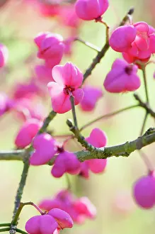Spindle: Spindle Tree, Euonymus hamiltonianus Pink delight