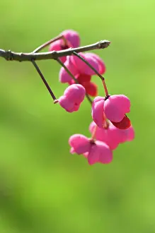 Spindle: Spindle Tree, Euonymus hamiltonianus Pink delight