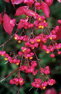 Spindle: SPINDLE TREE - Ripened berries in autumn