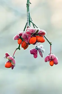 Spindle: Spindle Tree - ripened fruits with seeds covered