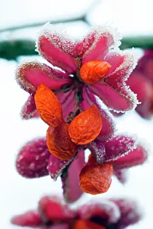 Spindle: Spindle Tree - ripened fruits with seeds covered