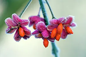 Spindle: Spindle Tree - ripened fruits with seeds covered