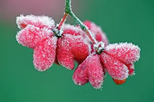 Spindle: Spindle Tree - ripened fruits with seeds covered