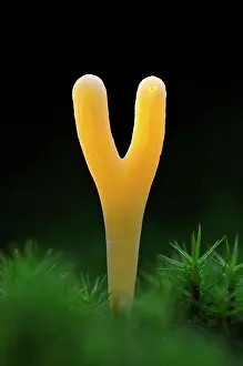 Spindles: Spindles