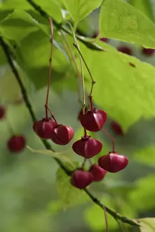 Euonymus: Spindletree