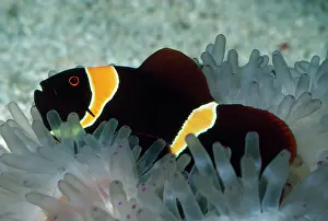 Premnas: Spine-cheek ANEMONE FISH / CLOWN FISH - in Sea Anemone