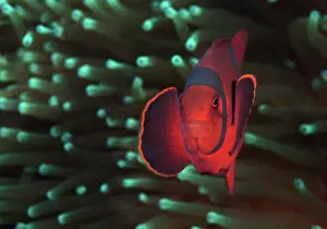 Premnas: Spine-cheeked Clownfish