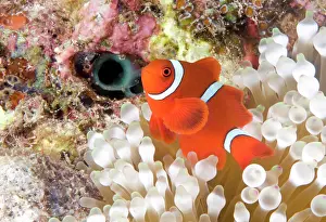 Premnas: Spine-cheeked Clownfish