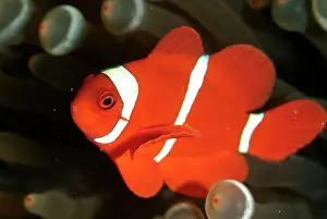 Sipadan: Spinecheek Anemonefish