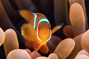 Band: Spinecheek Anemonefish