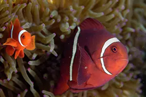 Premnas: Spinecheek Anemonefish in Anemone
